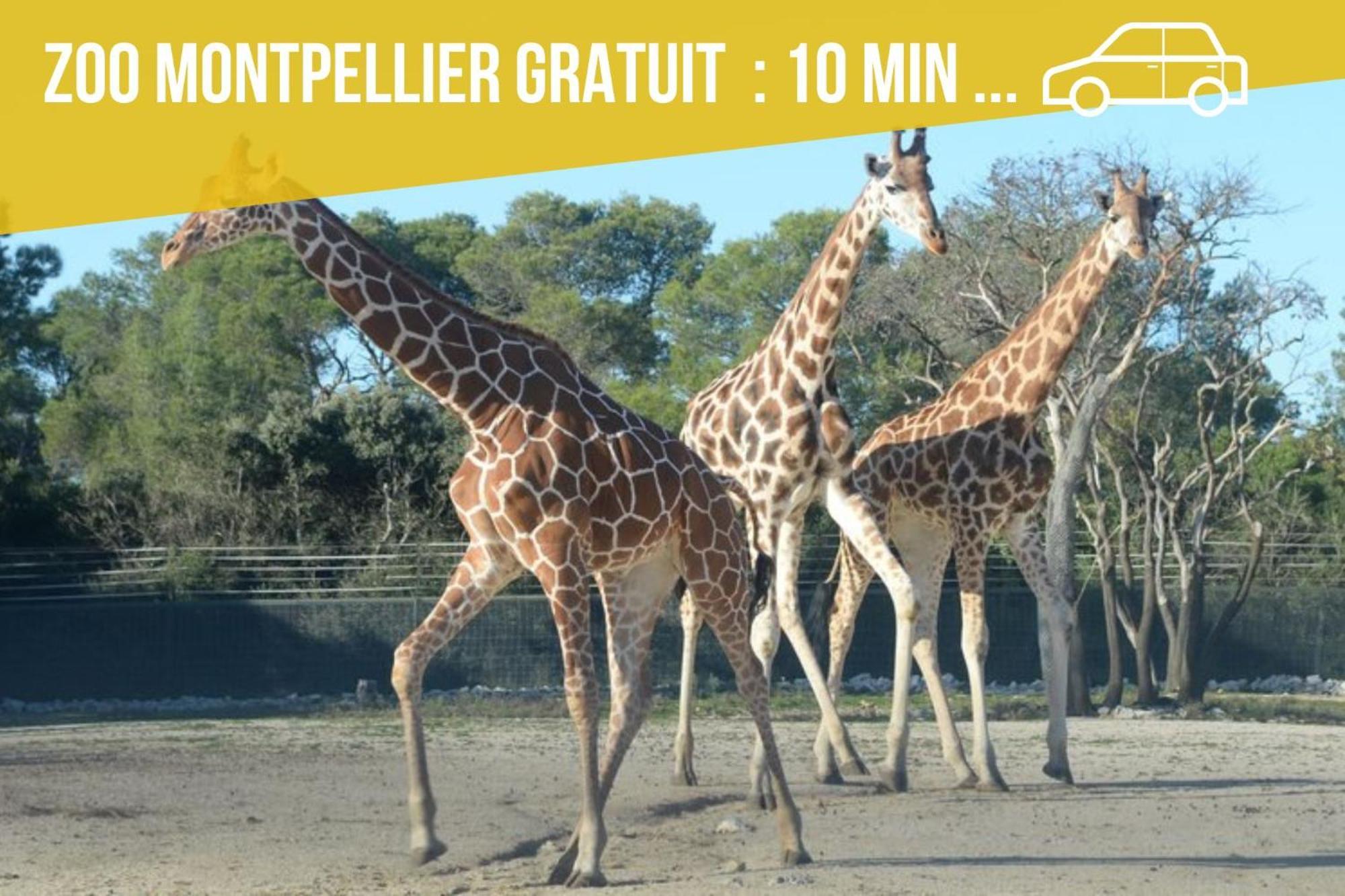 מונפלייה Amja Proche Clinique Saint-Roch Apt 3 Chambres 3 Salles De Bain Parking Gratuit Ideal Famille Groupe Coworking 10 Min Centre Ville 10 Min Plage 5 Min Sortie Autoroute מראה חיצוני תמונה